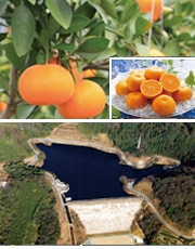 豊川用水地区水の恵みカード詳細ページへ