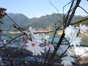 冬桜（群馬・埼玉県）