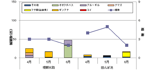 下物ビオトープ　魚類捕獲調査結果