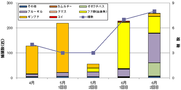 新浜ビオトープ　魚類捕獲調査結果