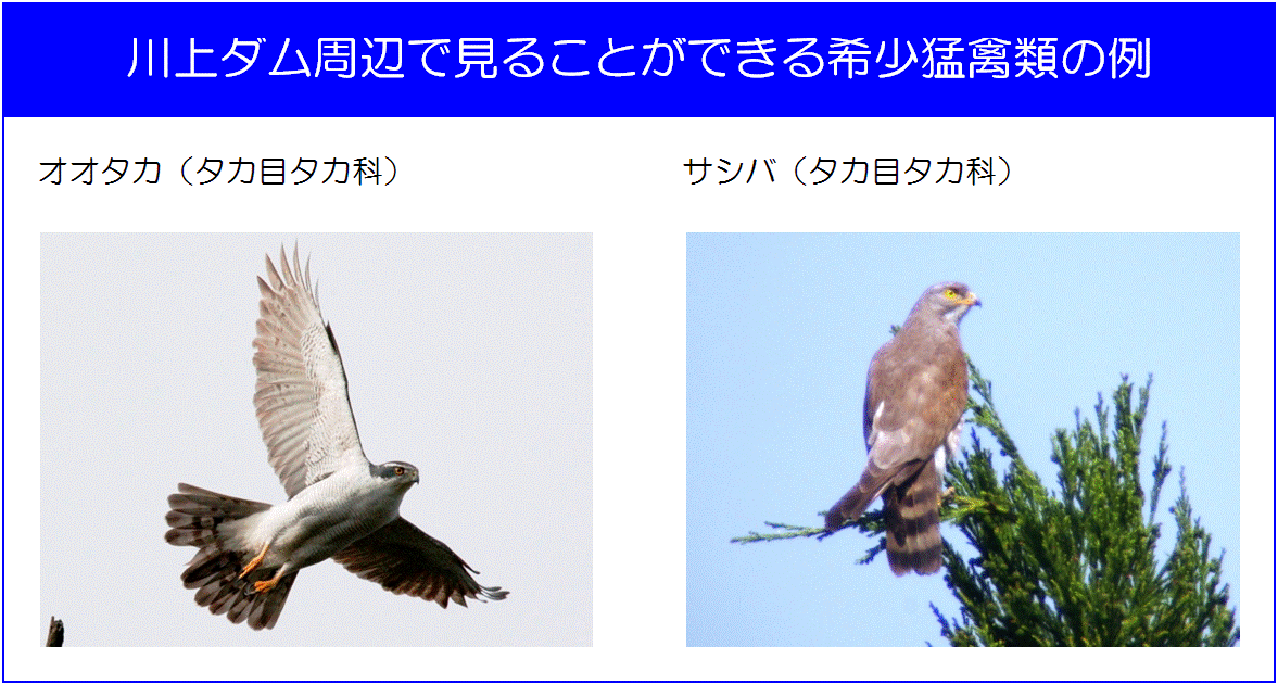 希少猛禽類に関する環境保全対策