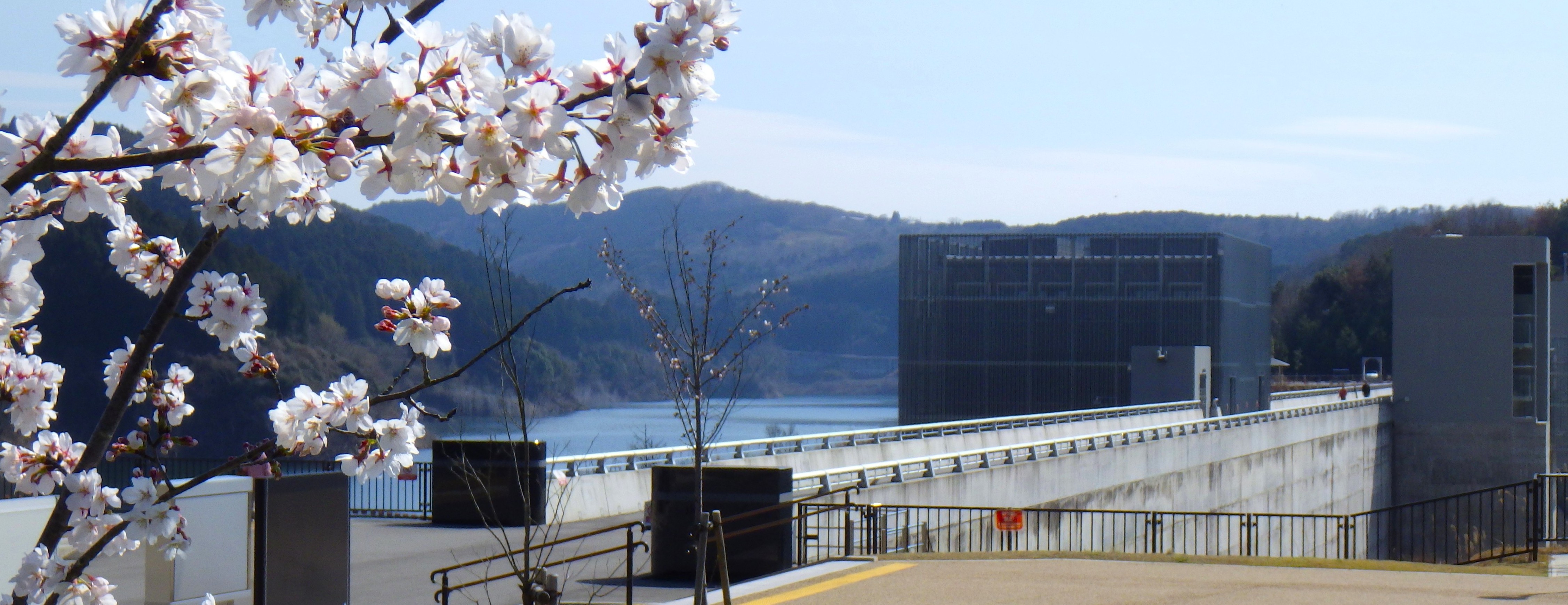 右岸天端広場（春）