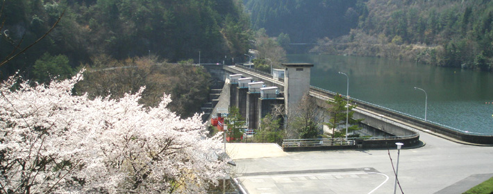 室生ダムの桜