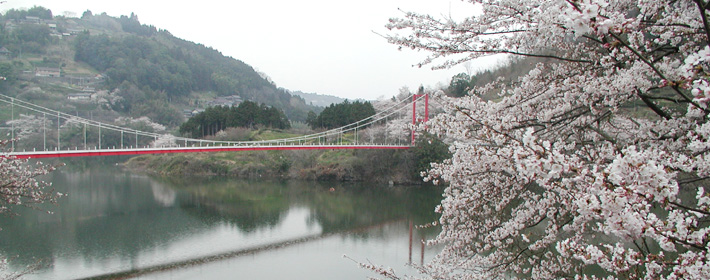八幡橋と桜
