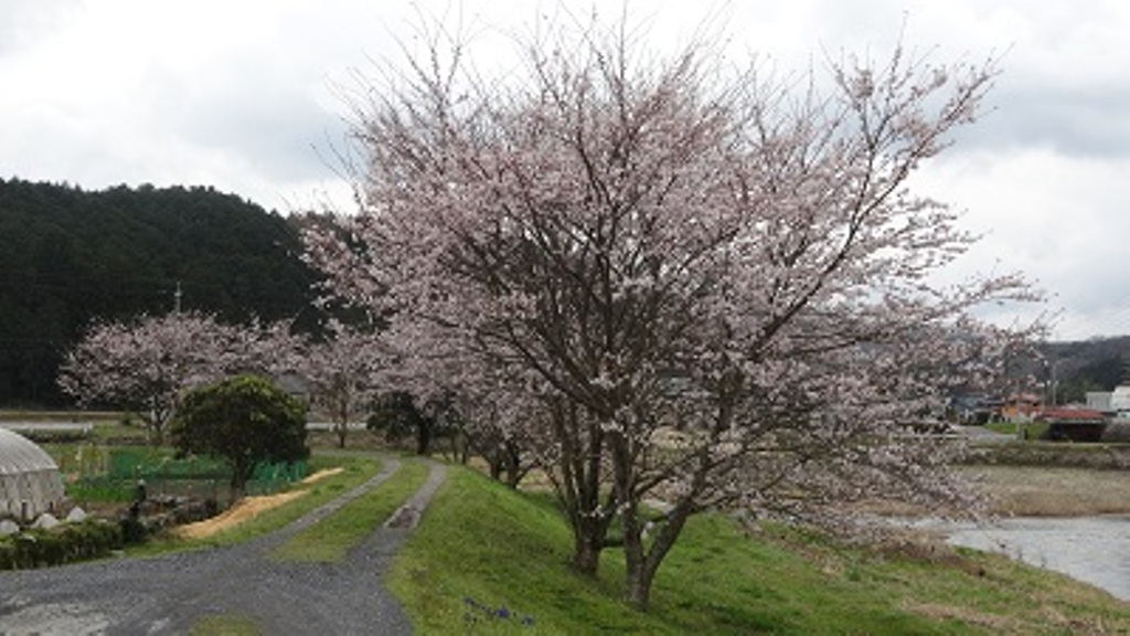 春　満開の桜（伊賀市青山羽根）