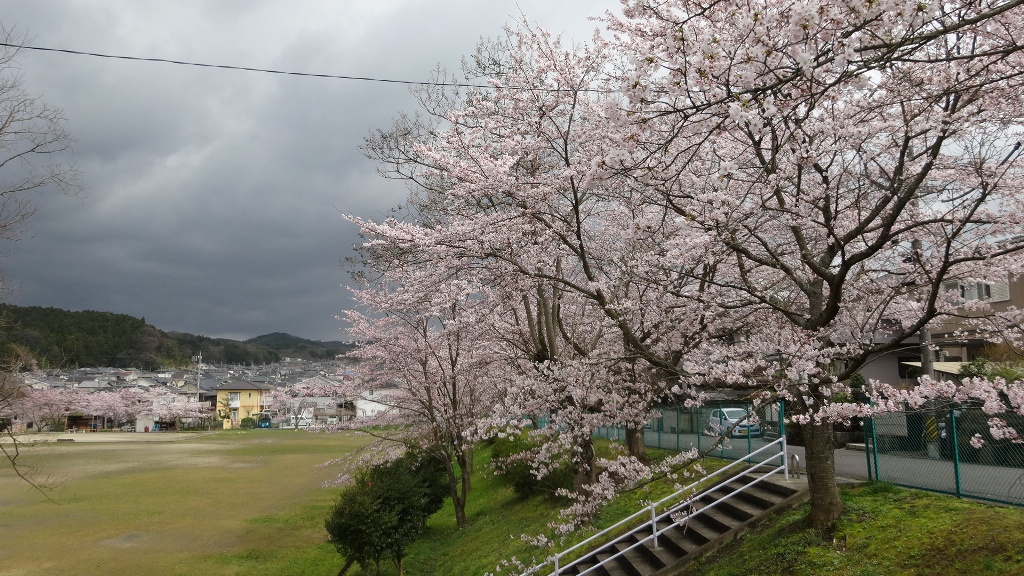 春　満開の桜（伊賀市阿保）