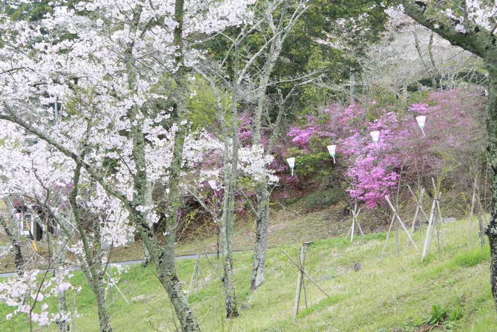 春 桜（伊賀市阿保）