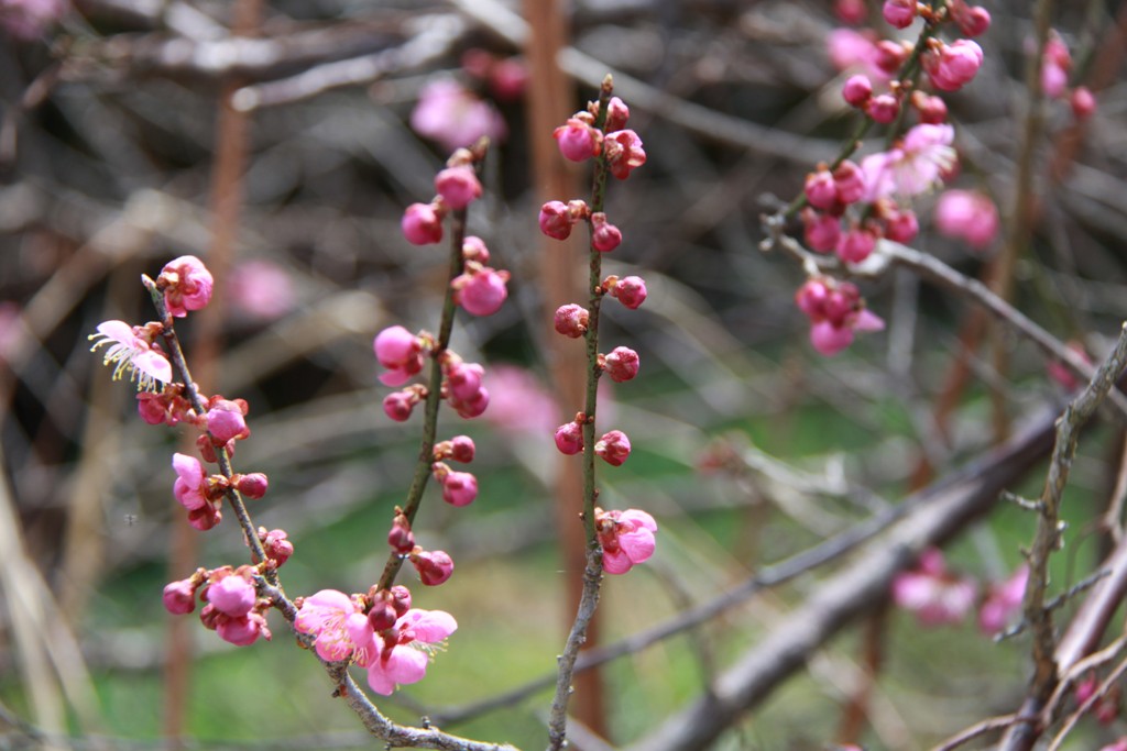 春 満開の矢地バス停の桜