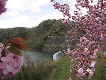高山ダム風景（春）