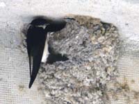 Cco