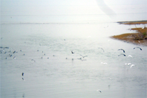 水鳥の集い