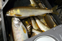 釣果