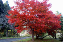 紅葉