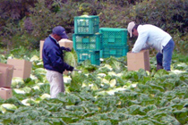 白菜収穫中