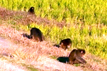 野猿の群れ