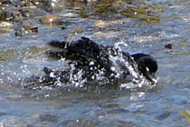 カラスの行水