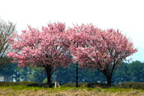 艶やかな桜