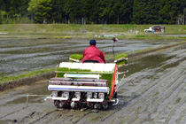 田植え