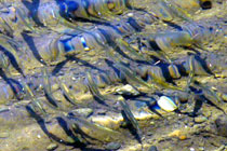 魚の群