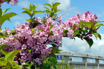 名も知らぬ花