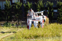 稲刈り