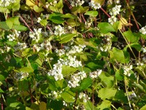 そばの花