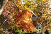 紅葉