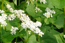 そばの花