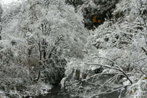 樹雪?