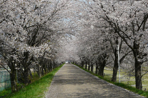 桜並木