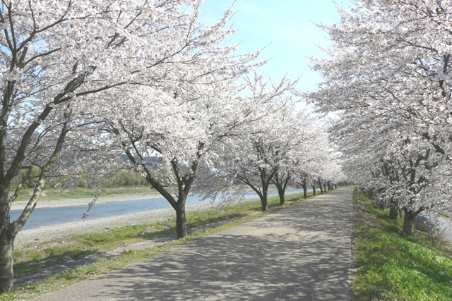 雨森の桜のトンネル