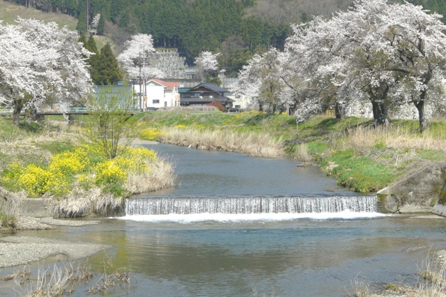 余呉川の桜
