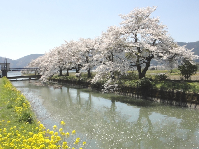 余呉湖畔の桜