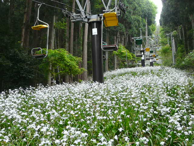 賤ヶ岳麓のシャガ