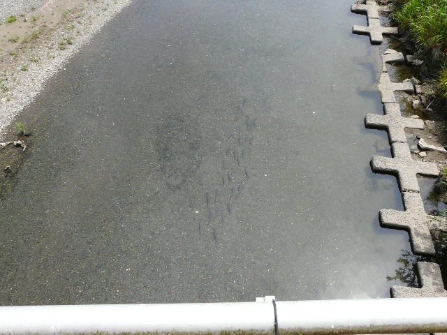 ニゴイとコアユ