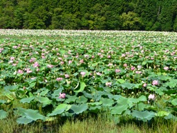 西池の蓮