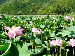 西池の蓮