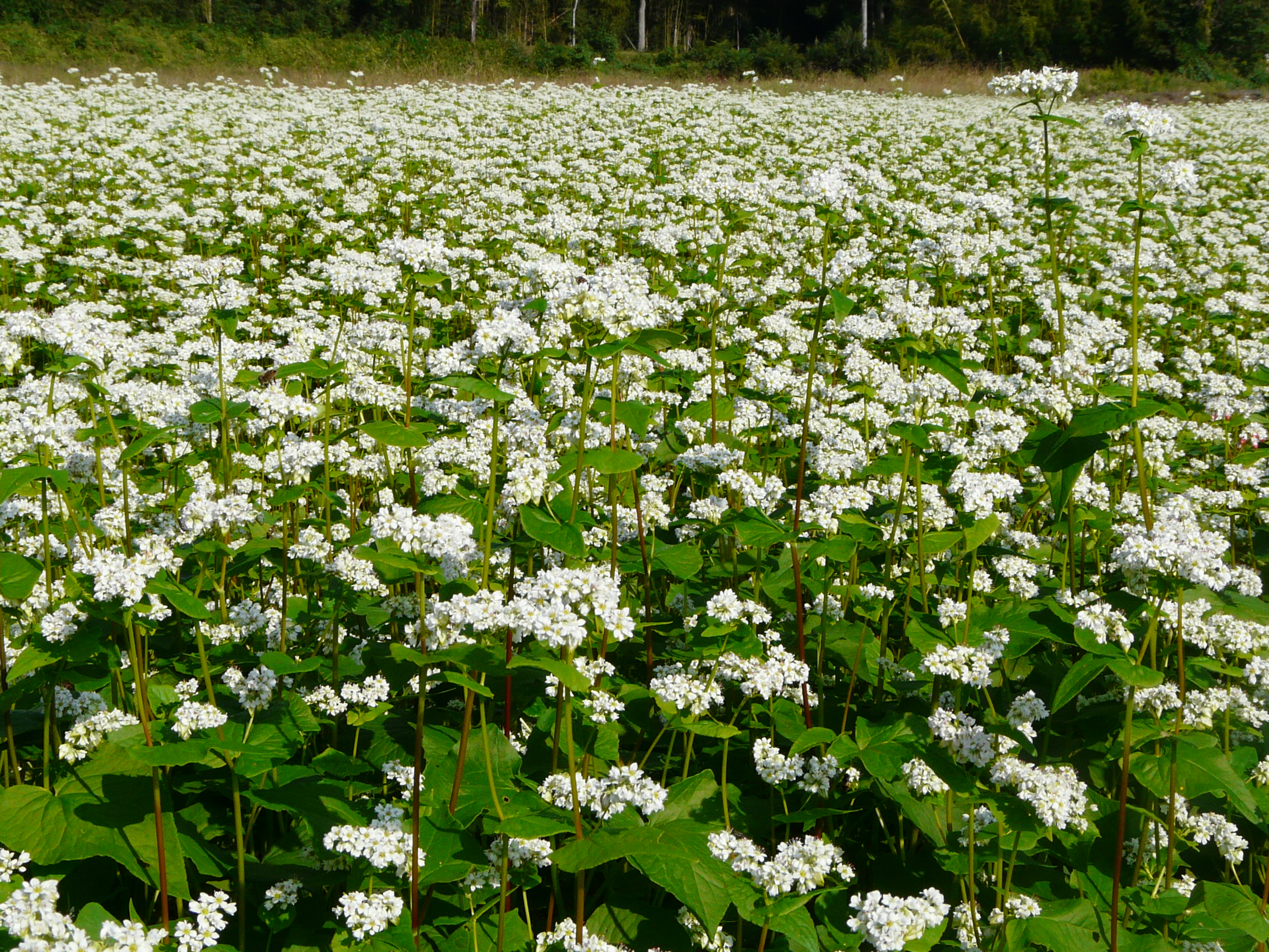 そばの花