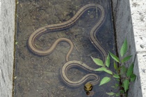 シマヘビ
