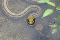 シマヘビ