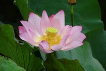 蓮の花