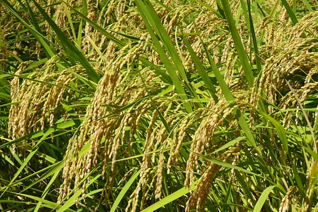稲穂