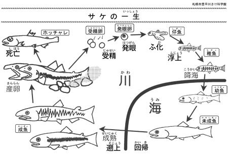 サケの一生の図解