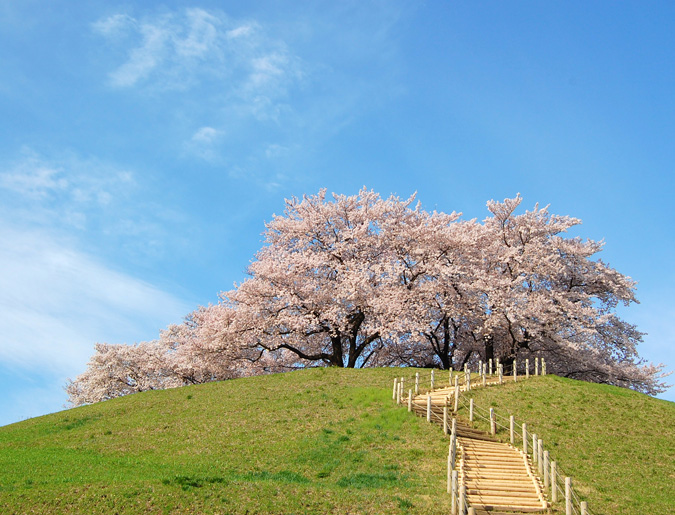 古墳と桜