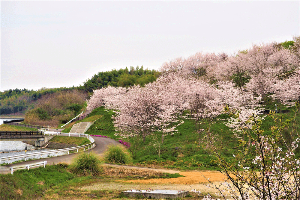 サクラ画像