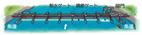 河口堰イラスト