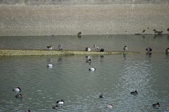 水鳥たち