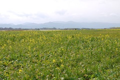 河原が少しずつ黄色に