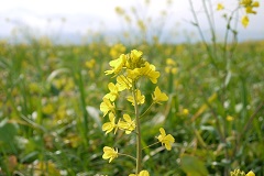 これからが盛りの菜の花