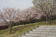 いろんな種類のサクラ